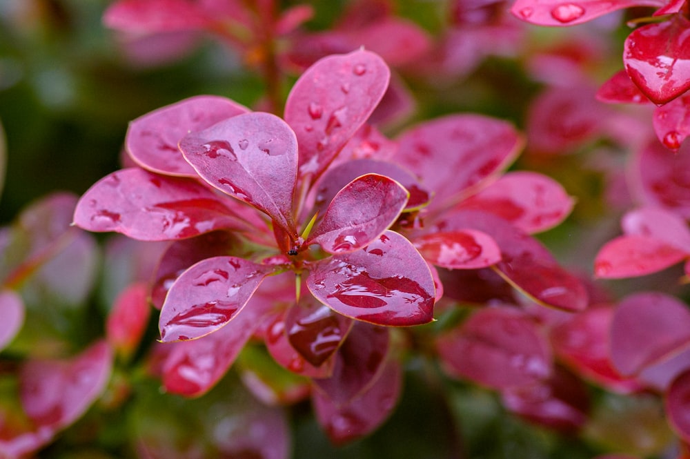 fleur rose à 5 pétales en fleurs pendant la journée