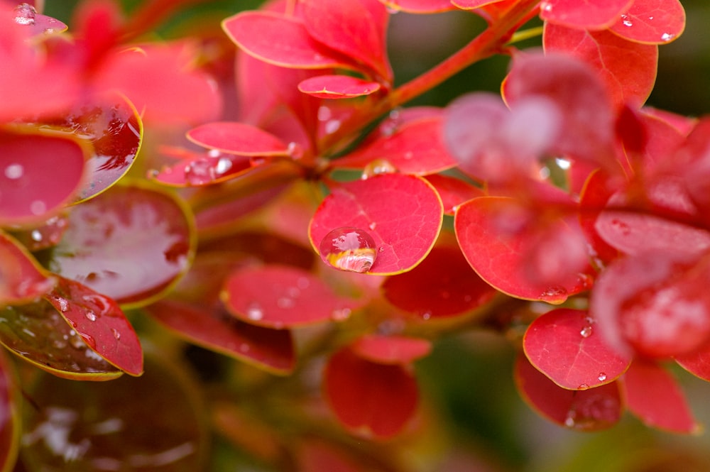 water droplets on green and red leaves