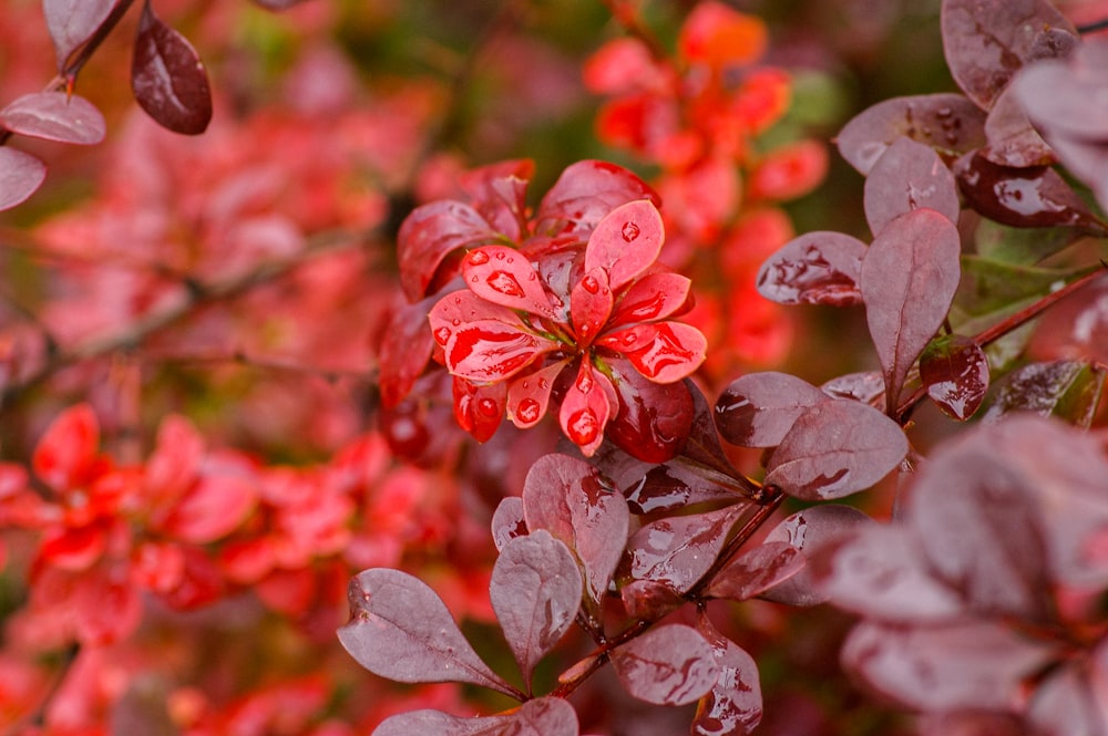 red flowers with green leaves