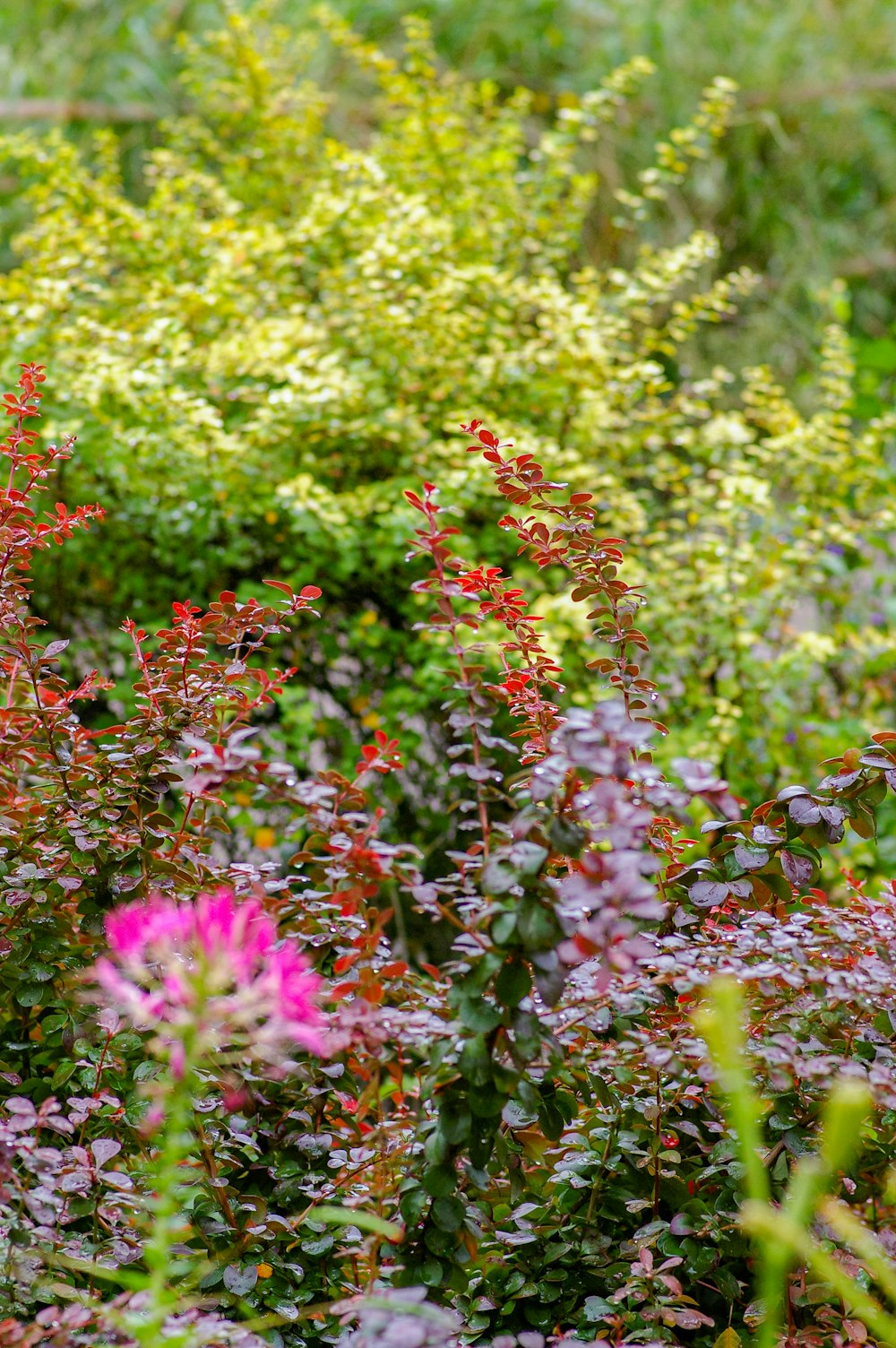 pink flowers with green leaves