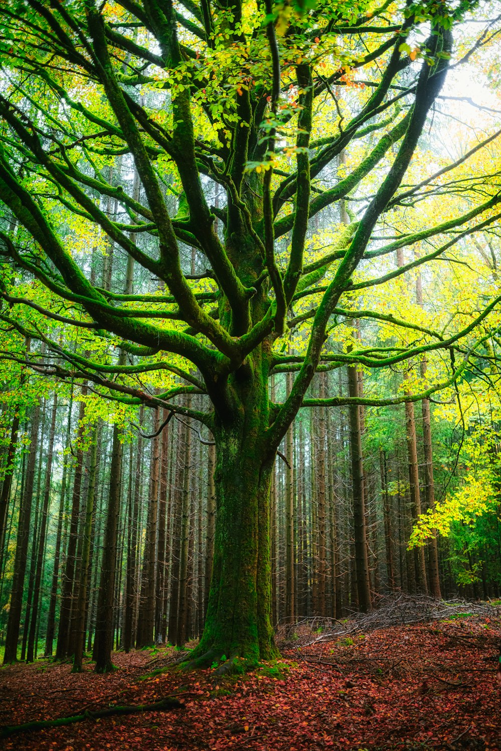 green trees on forest during daytime