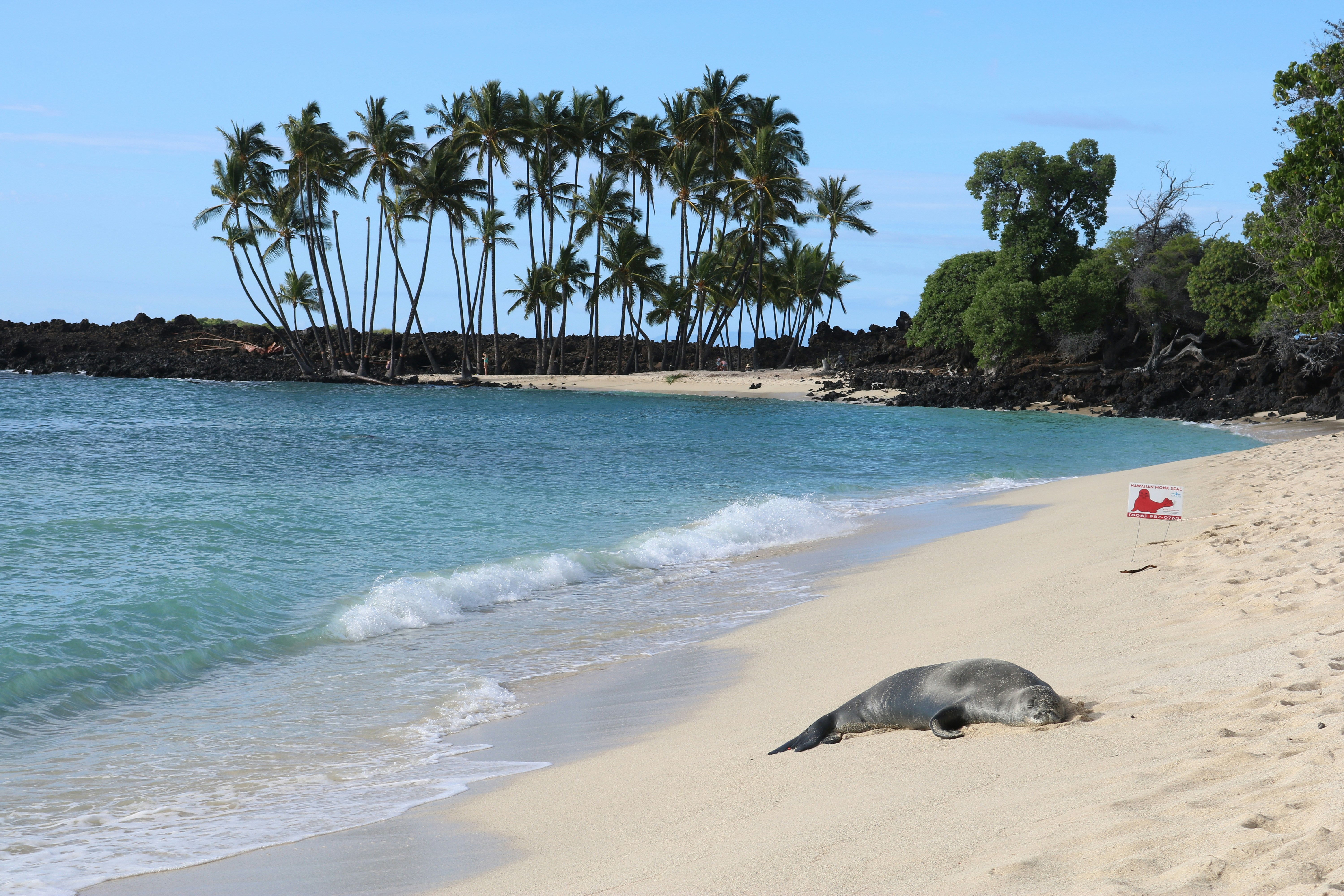 Hawaiian monk seal resting on a palm-fringed Hawaiian beach