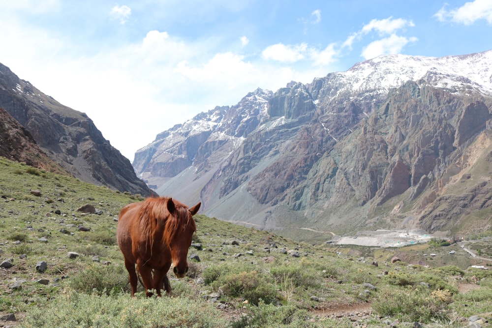 Vaca marrón en el campo de hierba verde cerca de la montaña durante el día