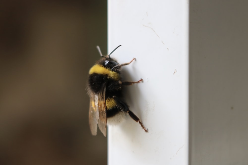 black and yellow bee on white wall