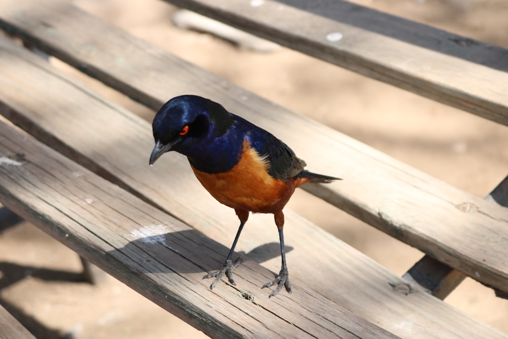 black and brown bird on wooden surface