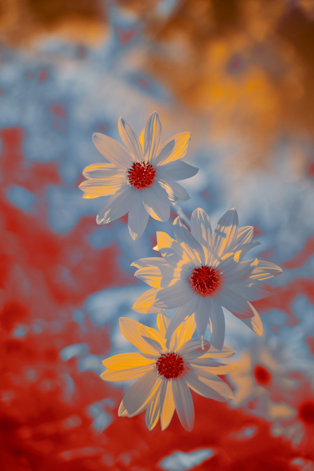 Flores de margarita blanca y roja en flor durante el día