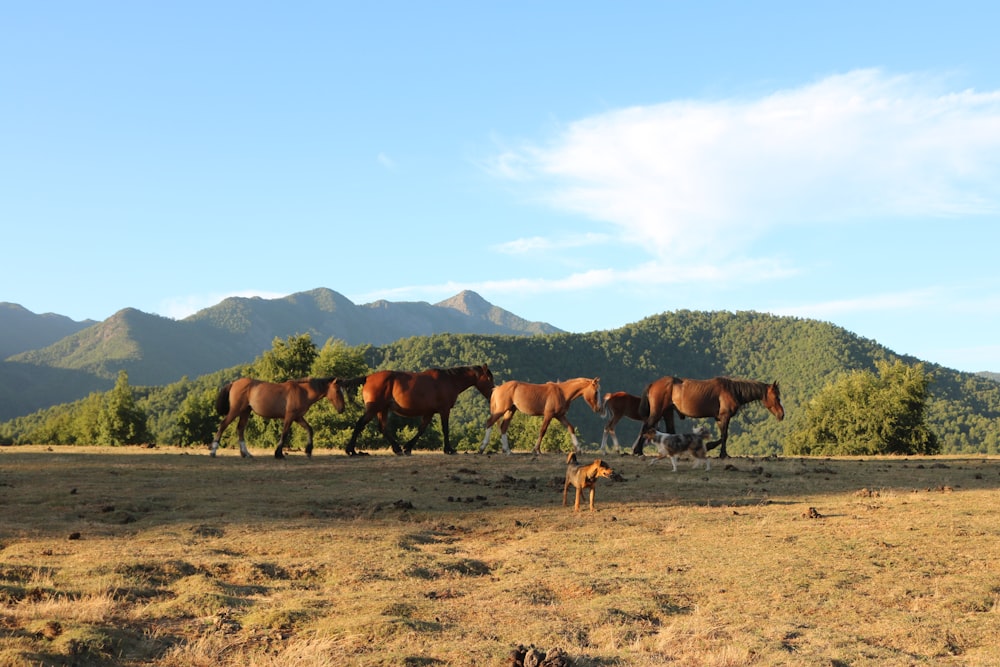 horses on brown field during daytime