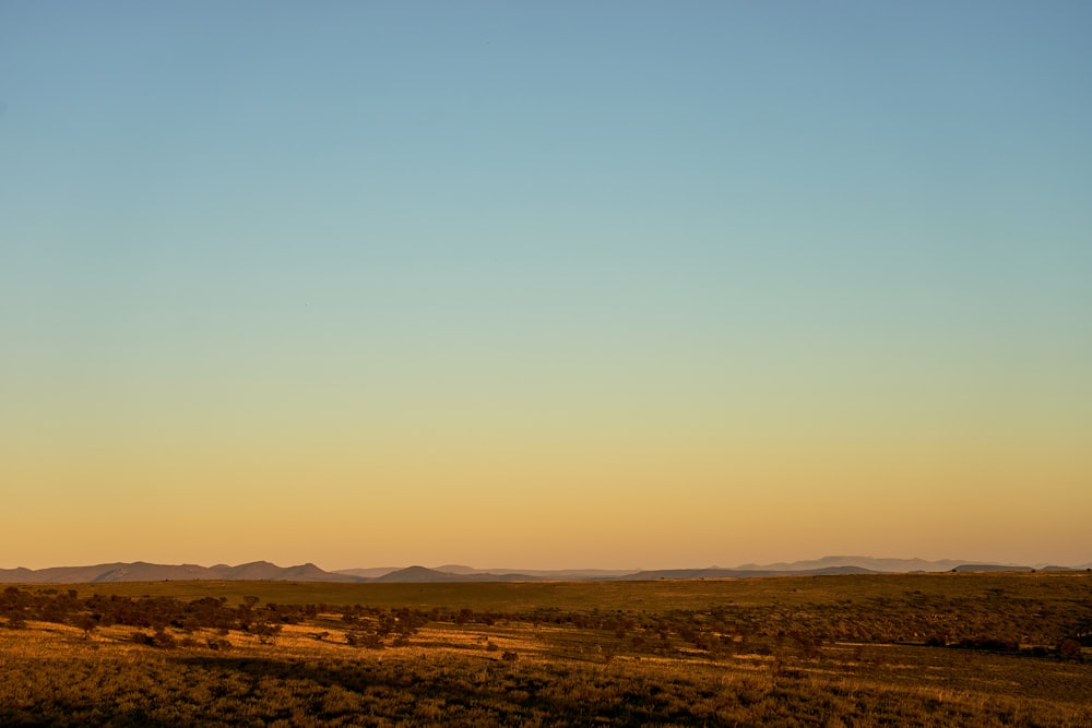 brown field under blue sky during daytime