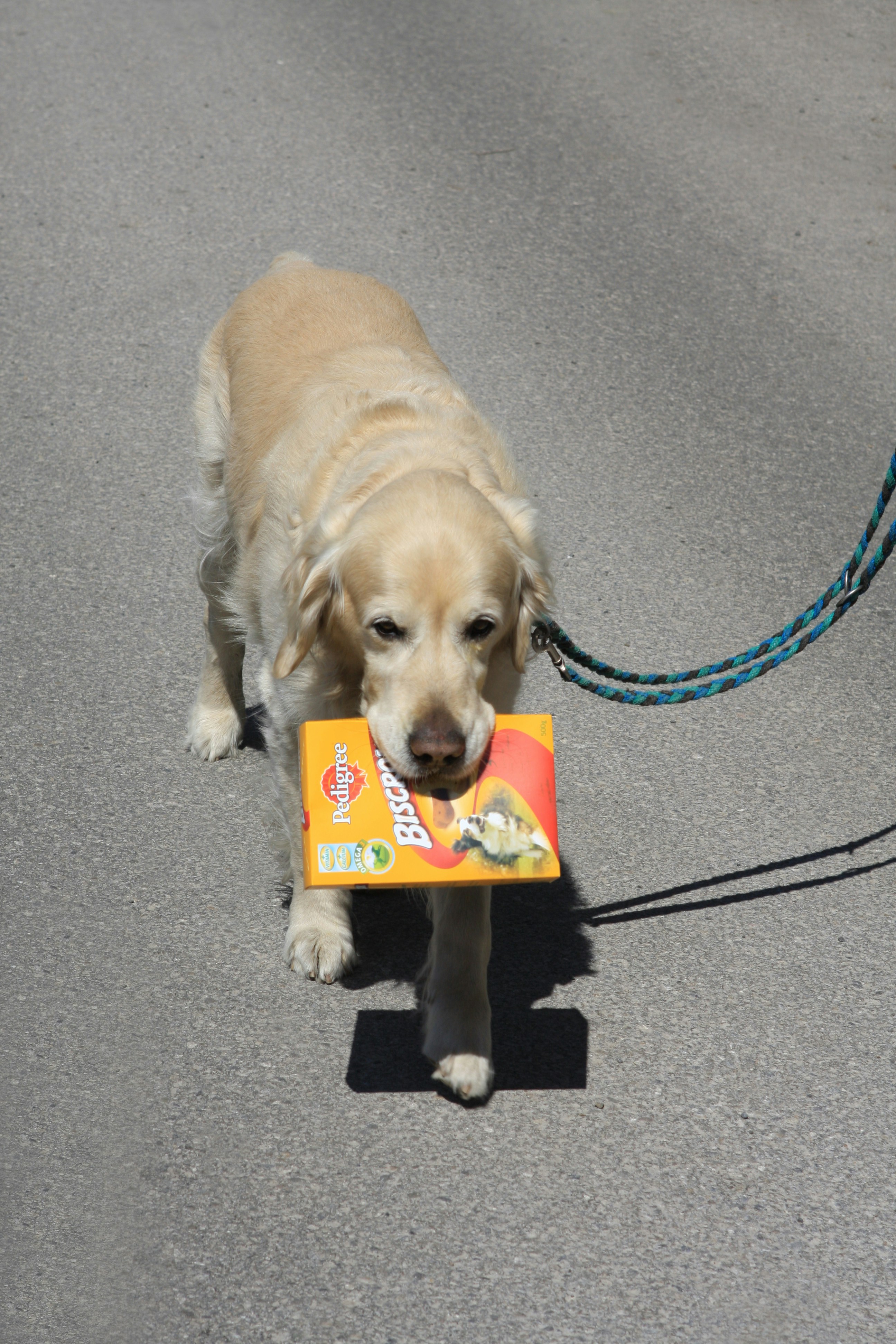 How to Train a Puppy - Easy Step-by-Step Guide for Beginners