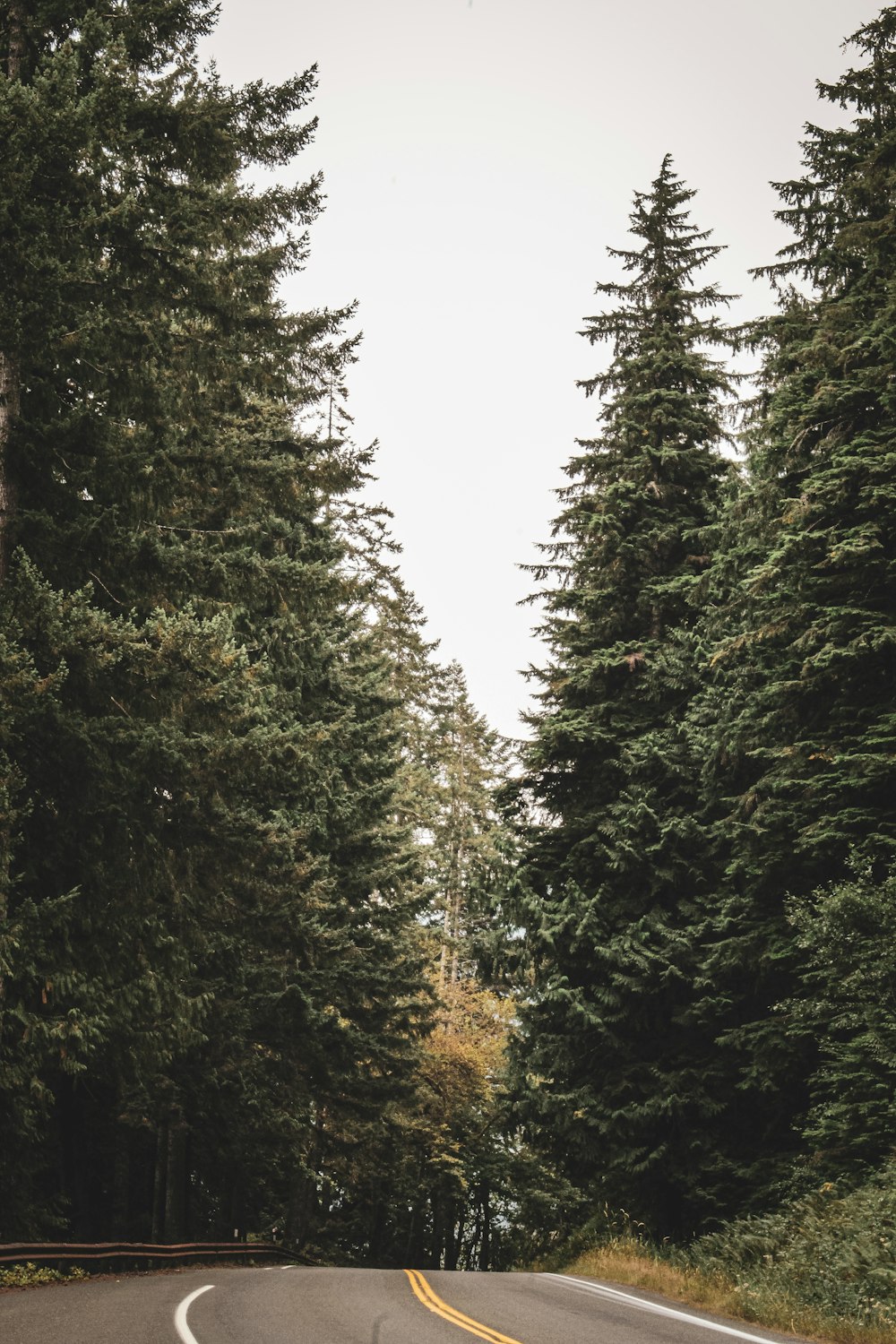 green pine trees under white sky during daytime