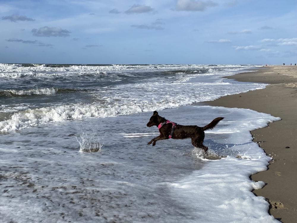 black short coat dog running on beach during daytime