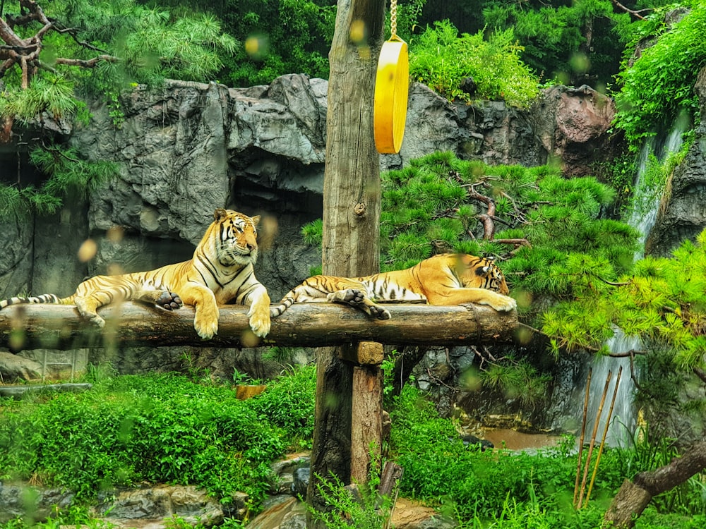 tiger lying on brown wooden log during daytime