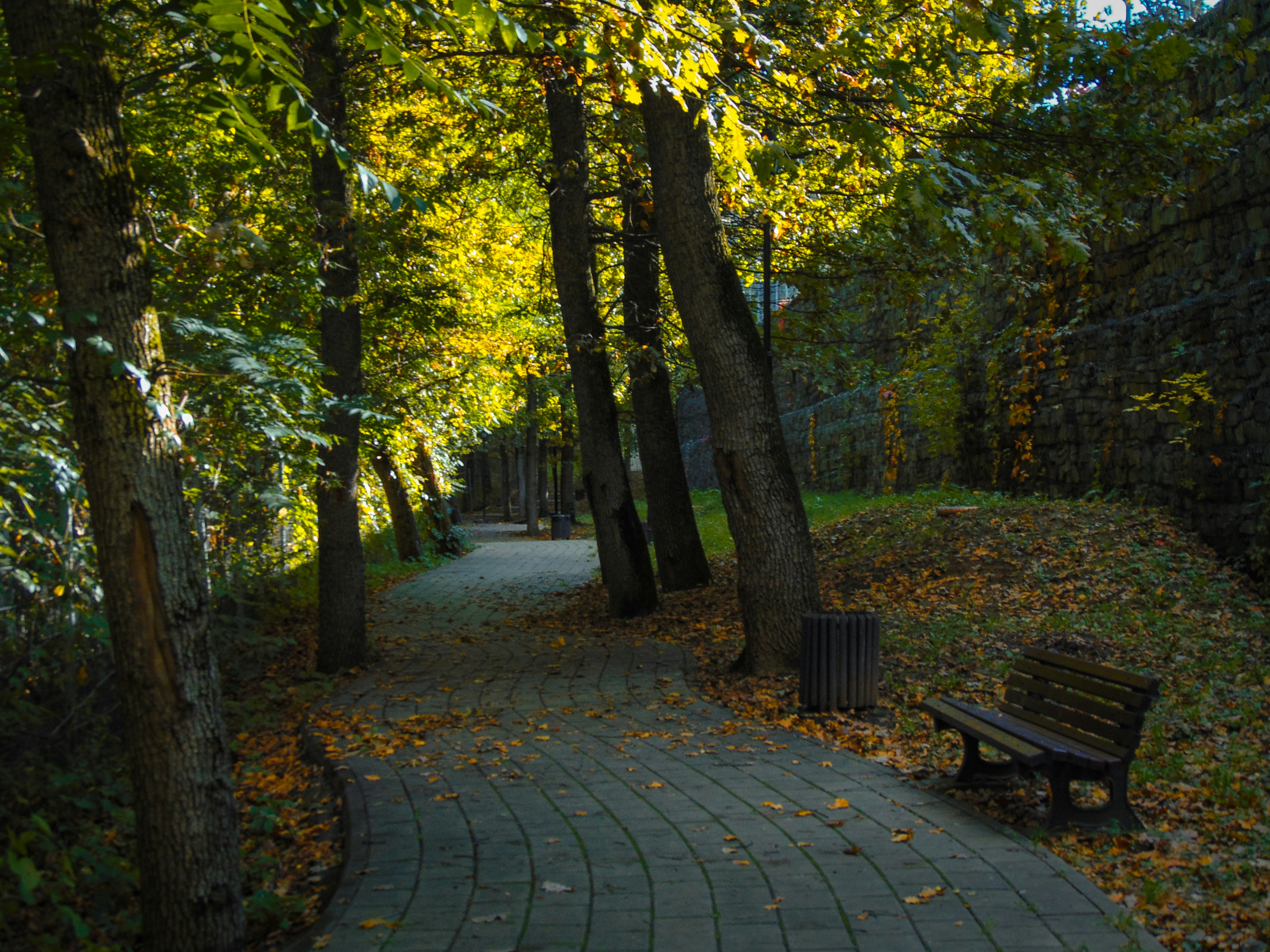 brown wooden bench under green trees