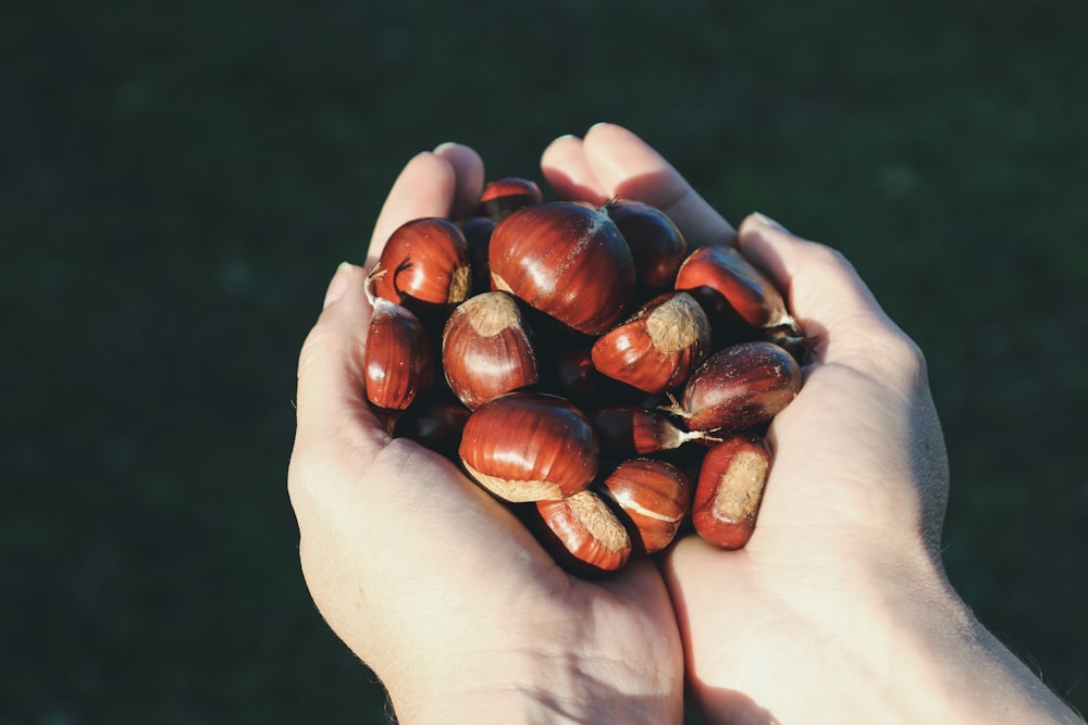 Person, die braune und weiße runde Früchte hält