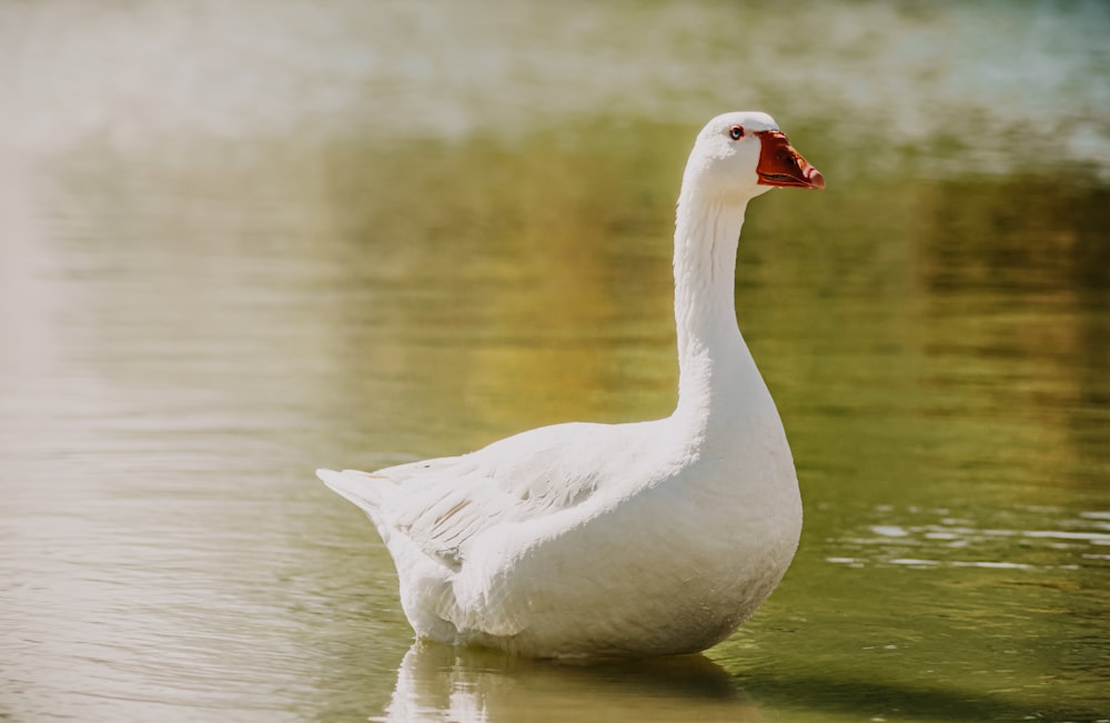 white swan on water during daytime