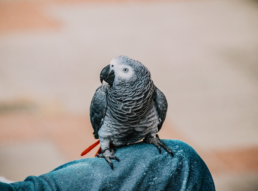 grauer und schwarzer Vogel auf blauem Textil