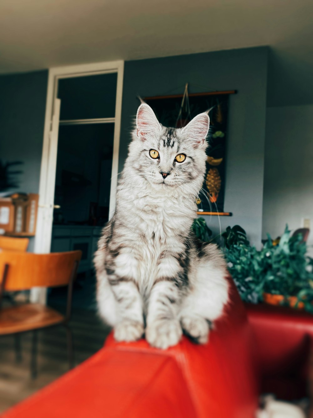 Silver Tabby Cat auf rotem Kissen