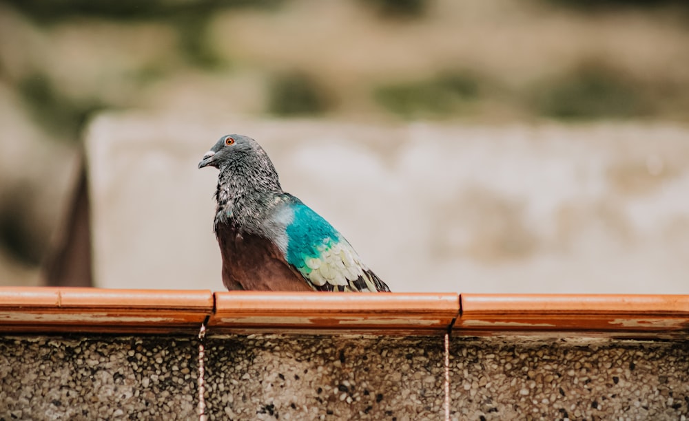 blue and black bird on brown wooden fence