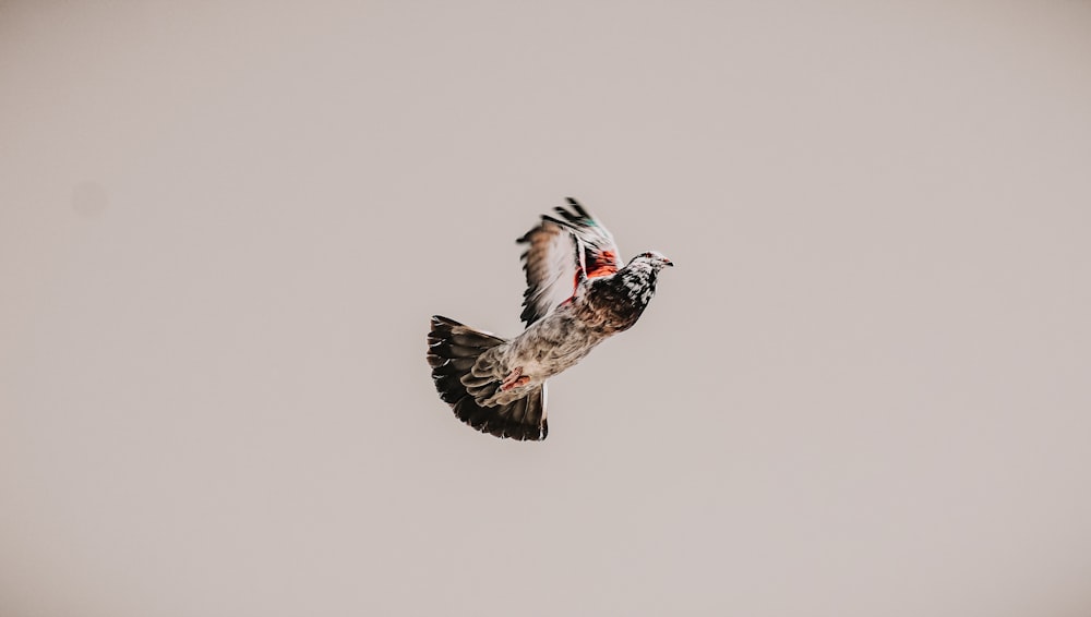 pájaro marrón y blanco volando