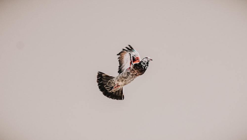 Oiseau brun et blanc volant