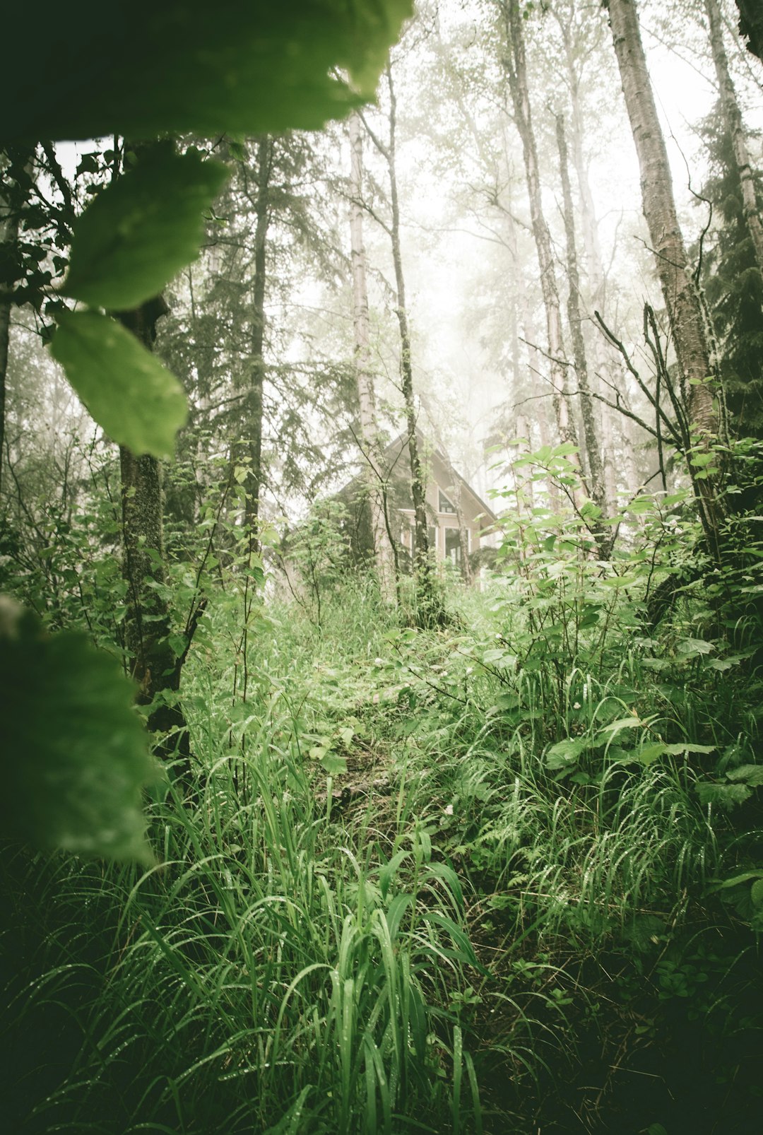 green trees and plants during daytime