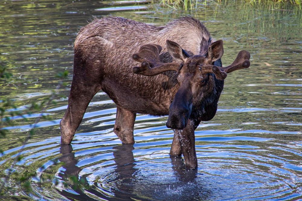 brown deer on water during daytime