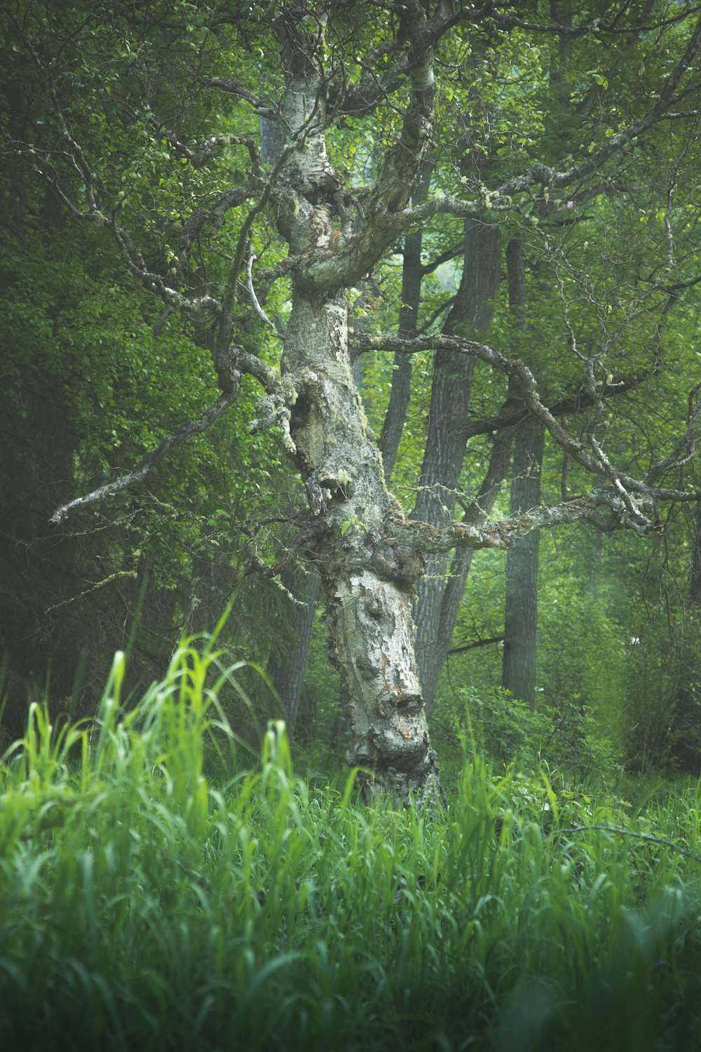 Herbe verte et tronc d’arbre brun