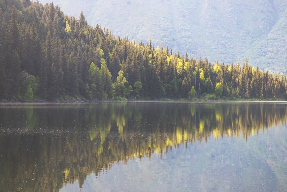 green trees beside body of water during daytime