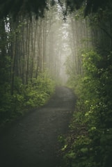pathway between green trees during daytime