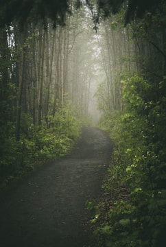 pathway between green trees during daytime