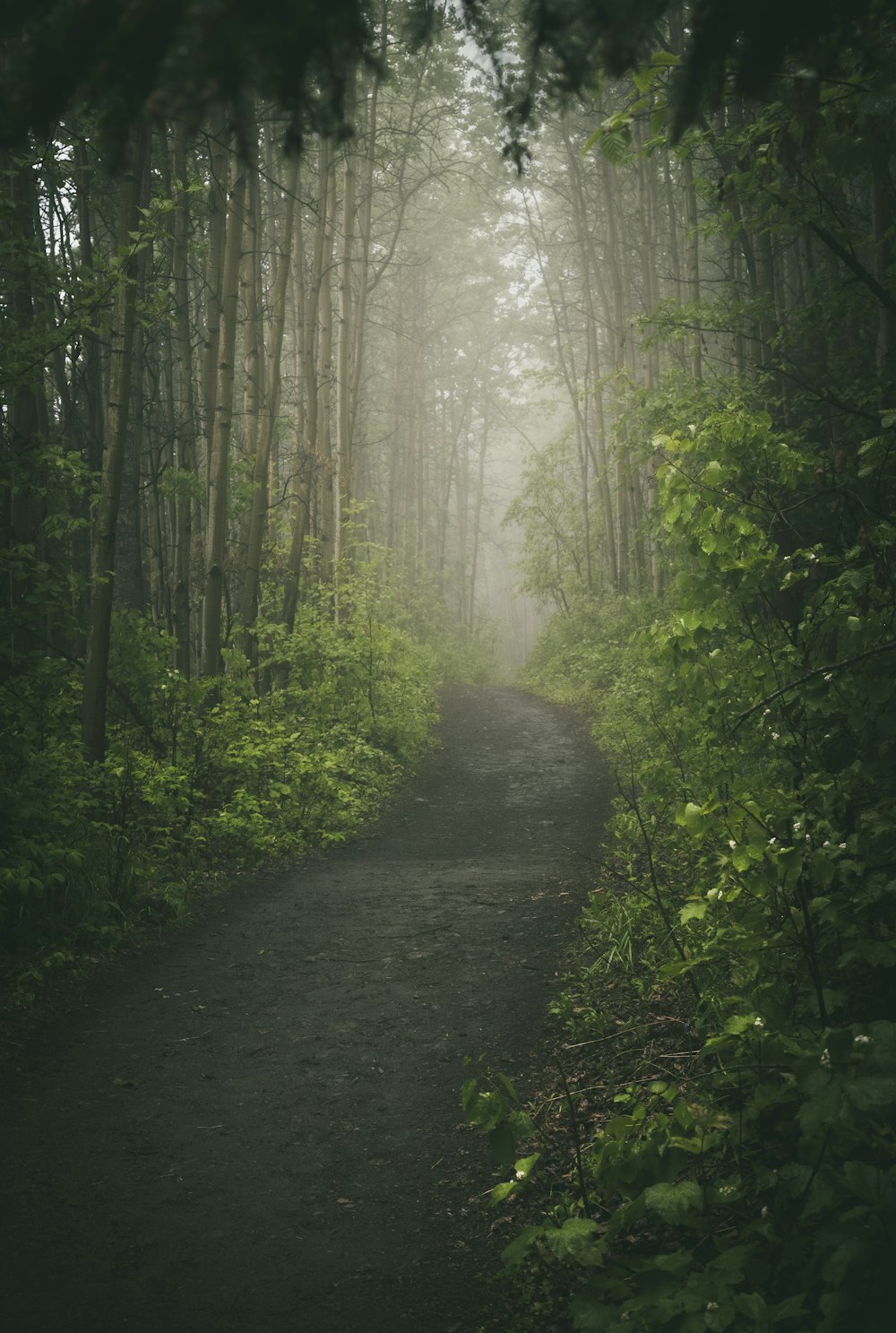 pathway between green trees during daytime