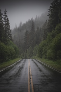 gray concrete road between green trees during daytime