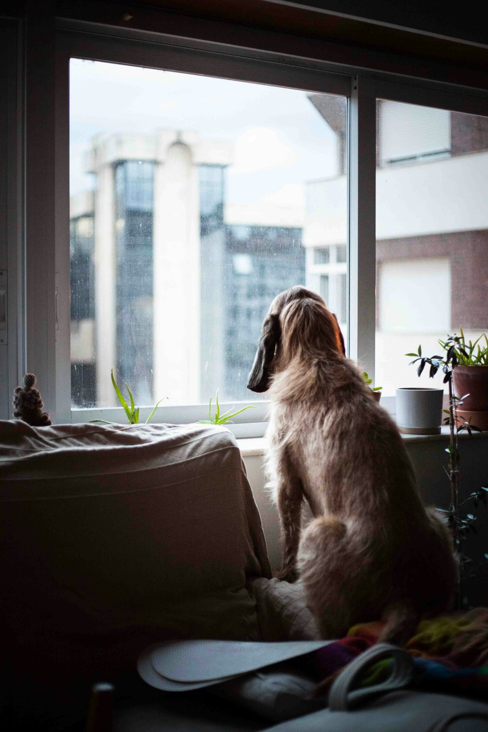 brauner langhaariger Hund auf brauner Couch