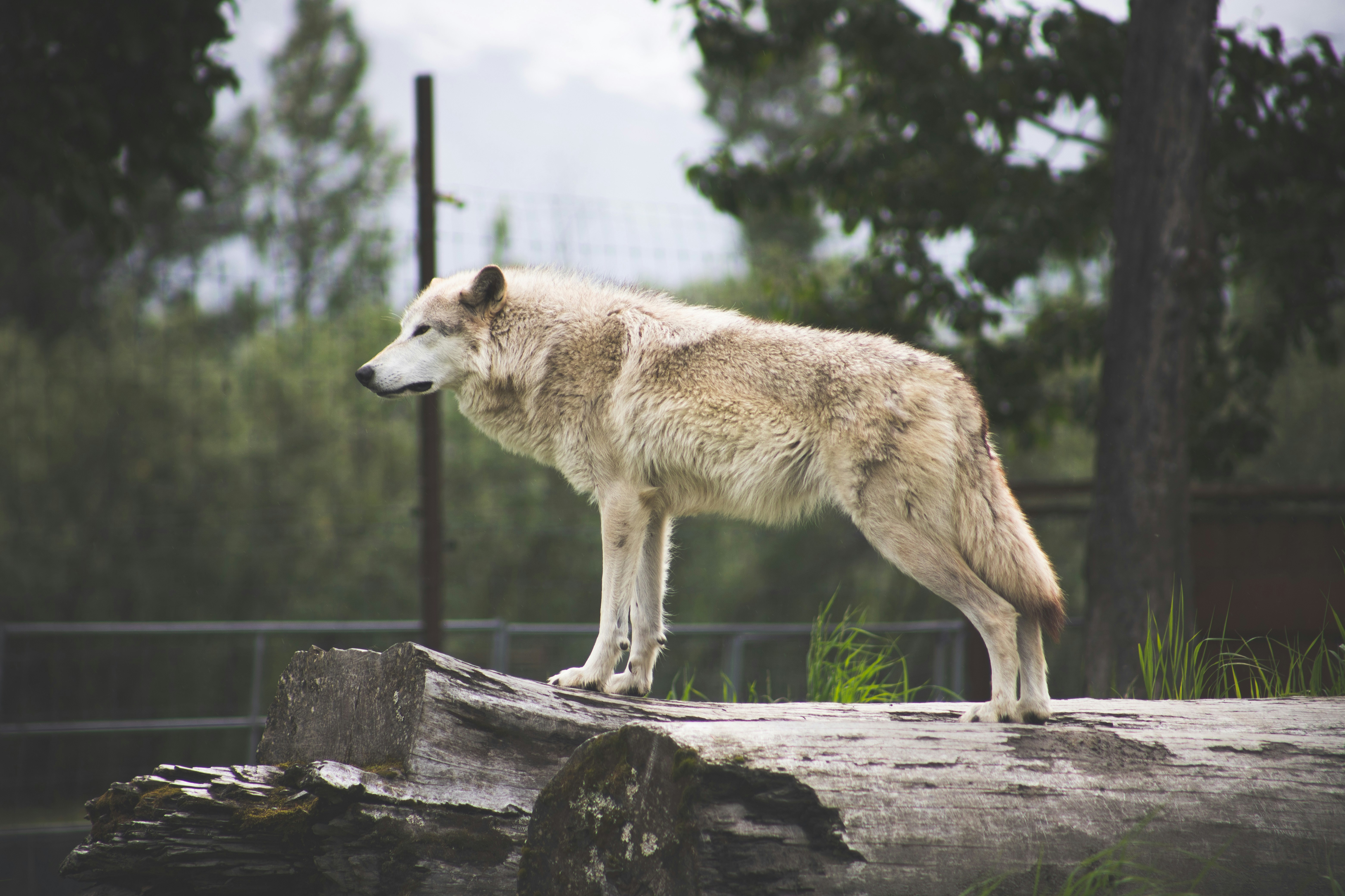 See How This Wolf Steals Fish, A New Discovery Of Animals Using Tools