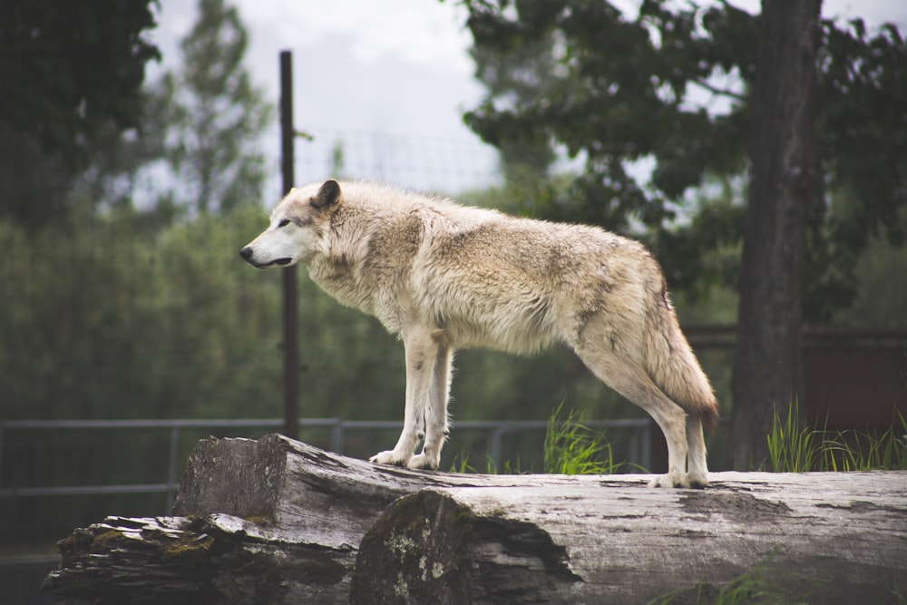 white wolf on brown wooden log during daytime
