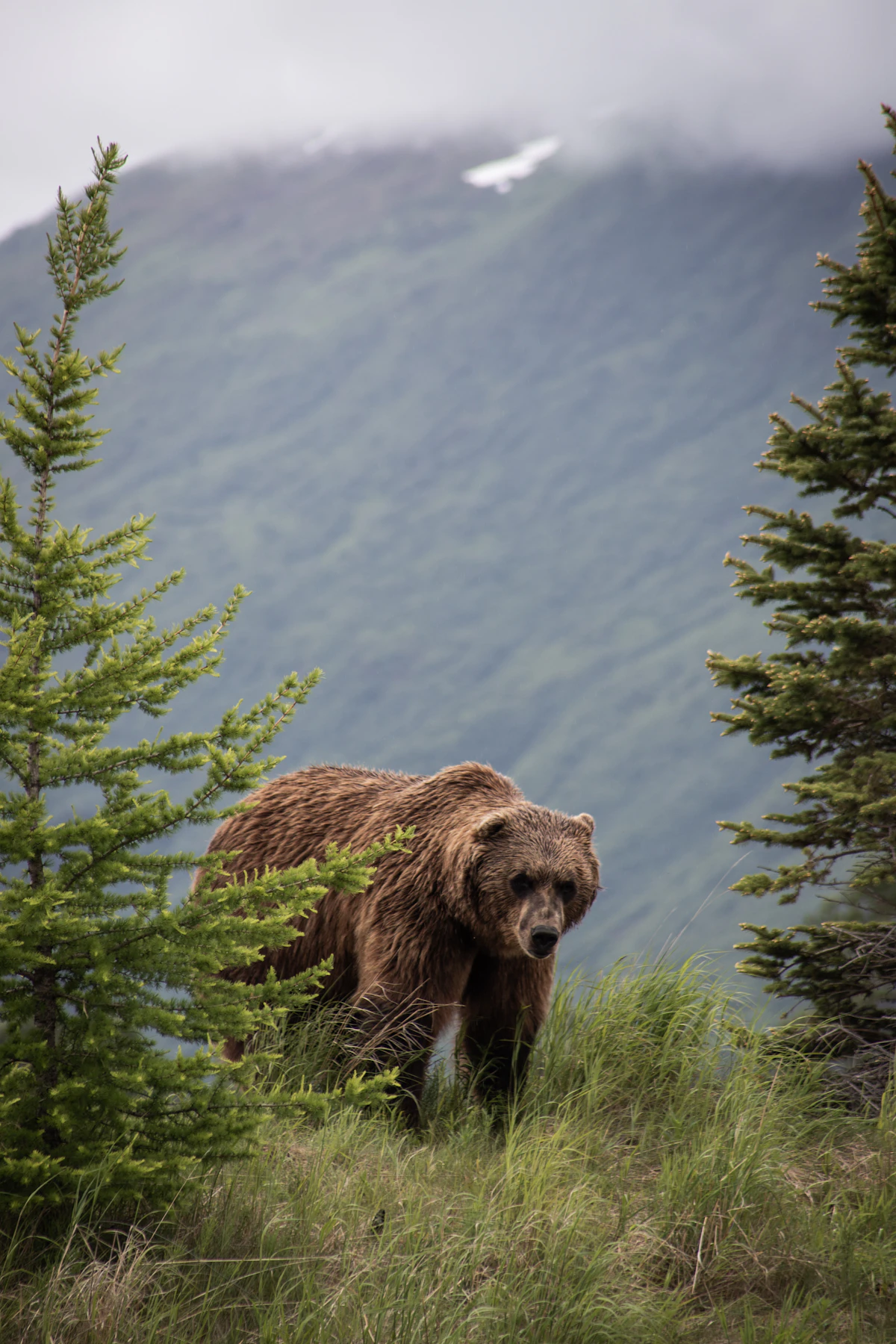 Alaska Wildlife Safety Guide: Bears, Moose, and Encounters