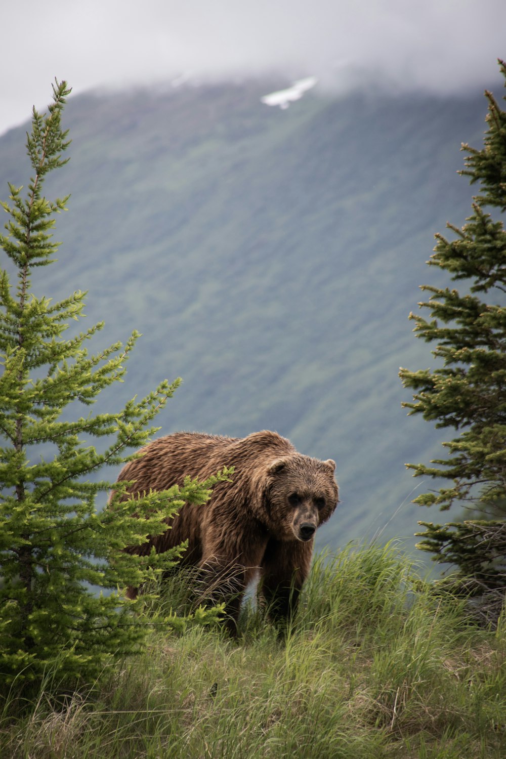 Braunbär tagsüber auf grünem Baum