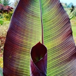 Close-up of a vibrant Colocasia leaf with deep green and purple hues.