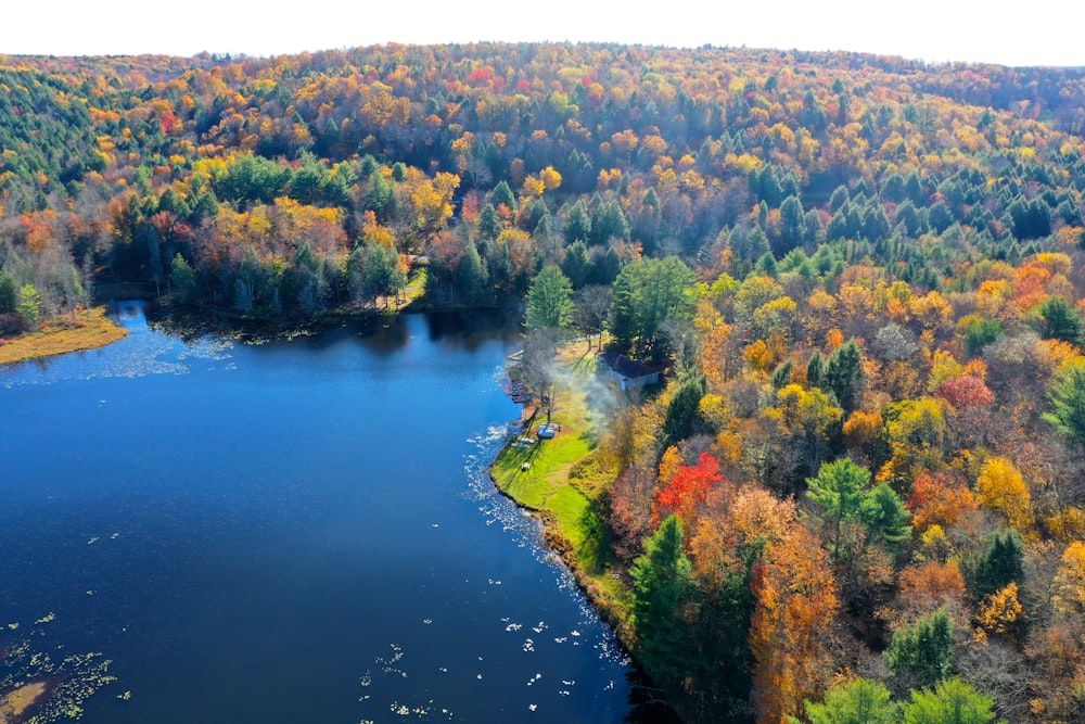 green and brown trees beside river during daytime