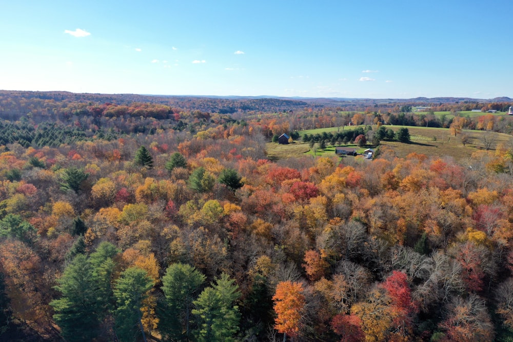 green and brown trees under blue sky during daytime