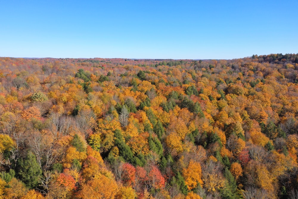 green and yellow trees under blue sky during daytime