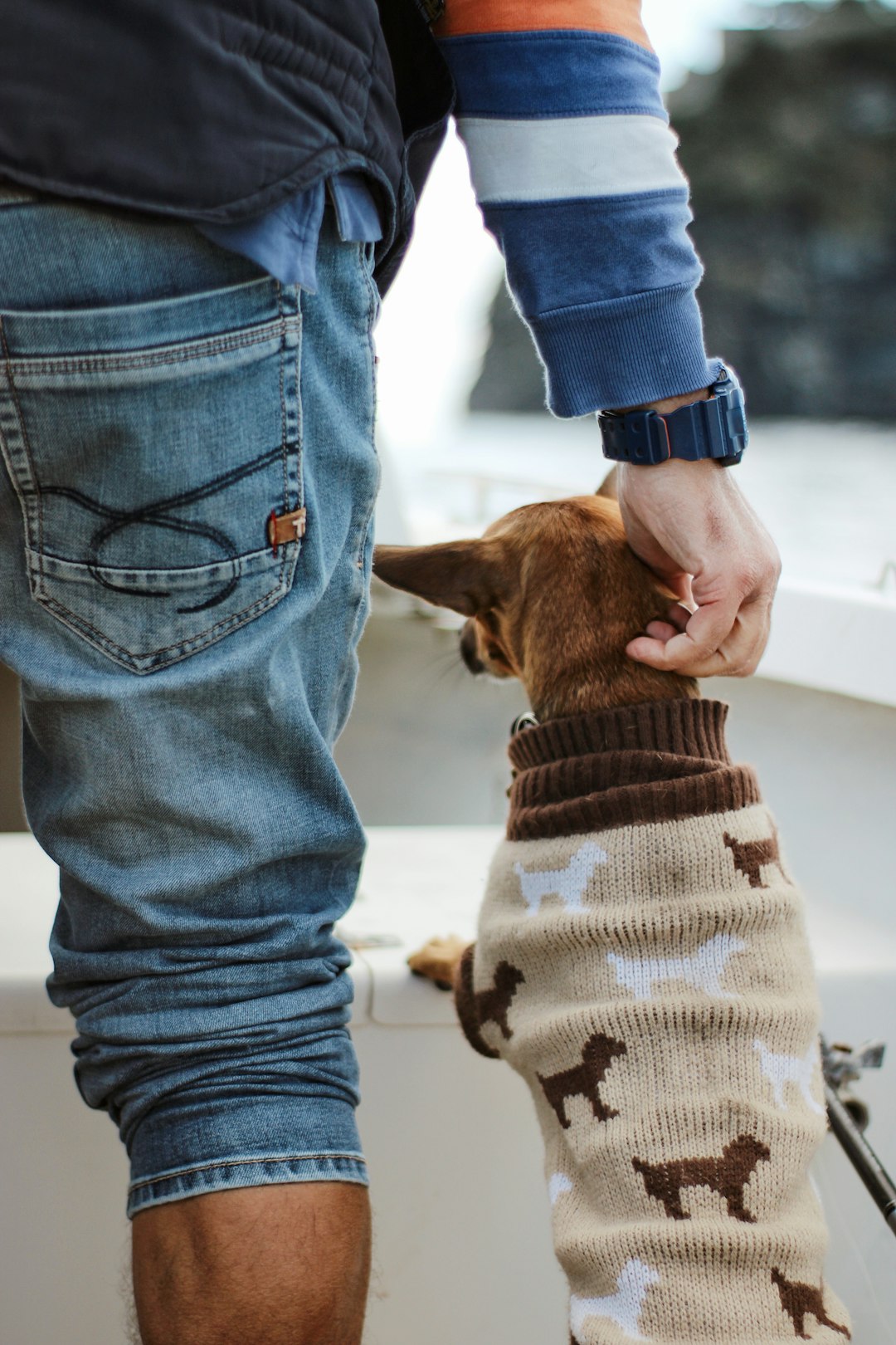 person in blue denim jeans holding brown short coated dog
