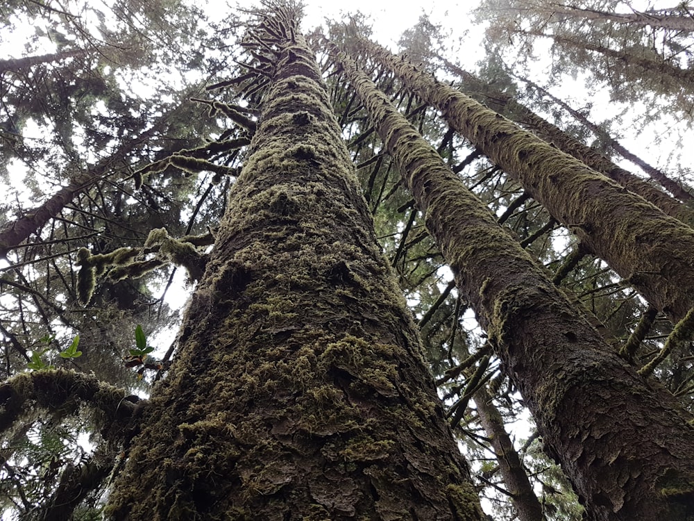 low angle photography of green and brown tree