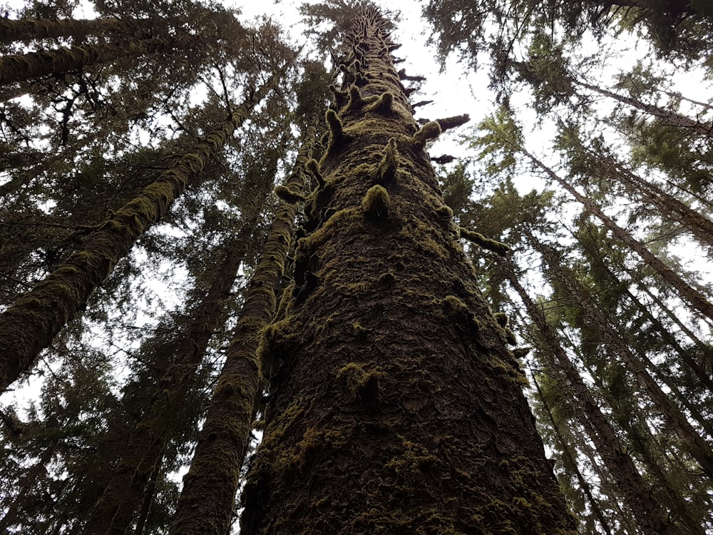 low angle photography of brown tree