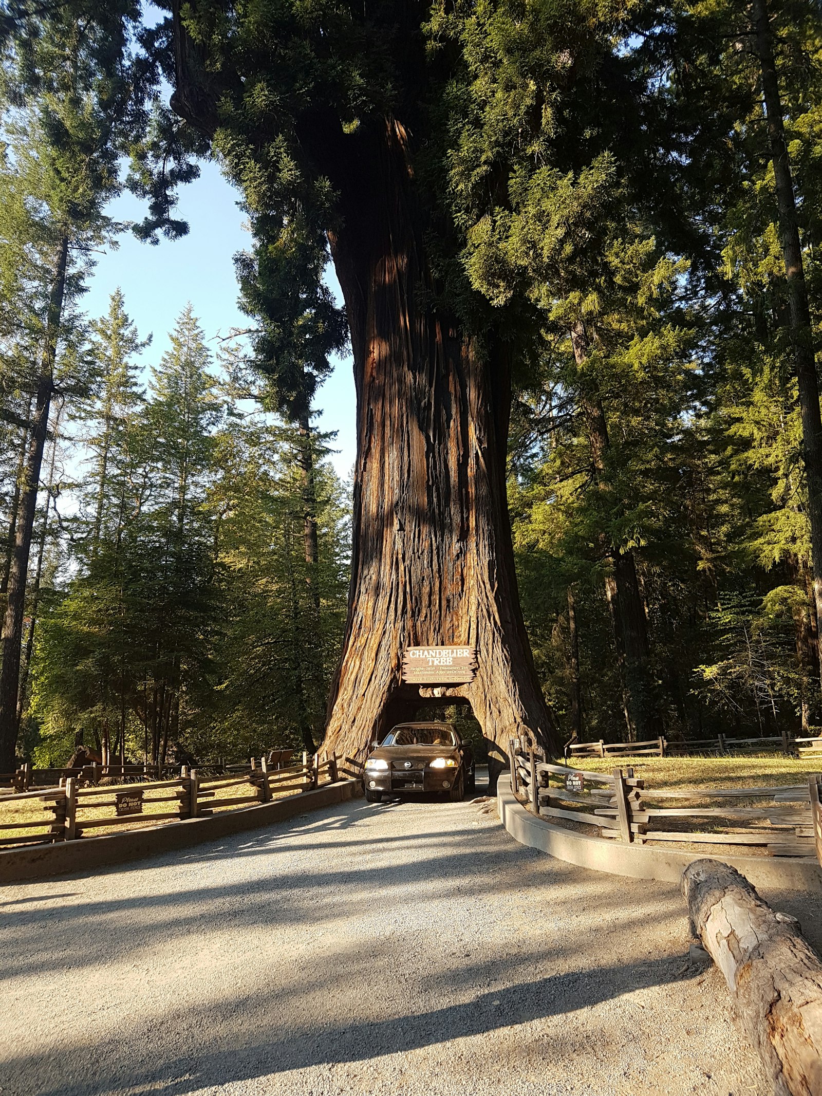 A car passing through a tunnel cut into the trunk of a giant living redwood tree, framed by forest