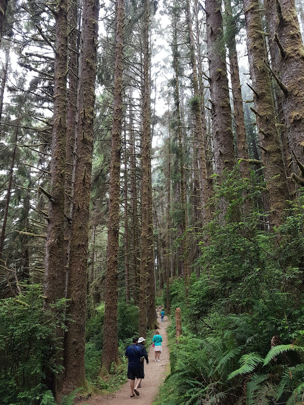 people walking on forest during daytime