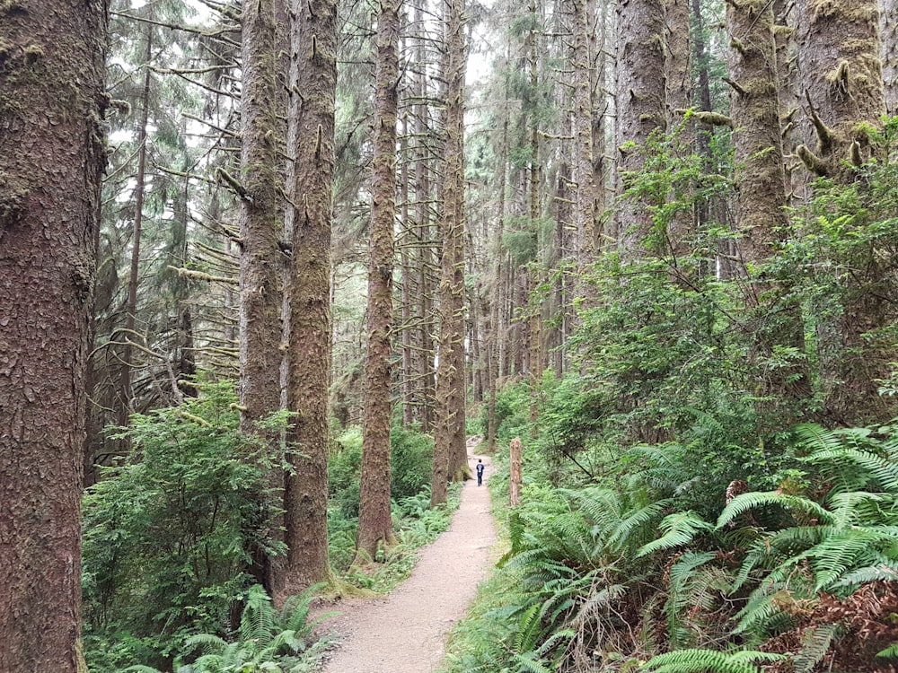 pathway between green trees during daytime