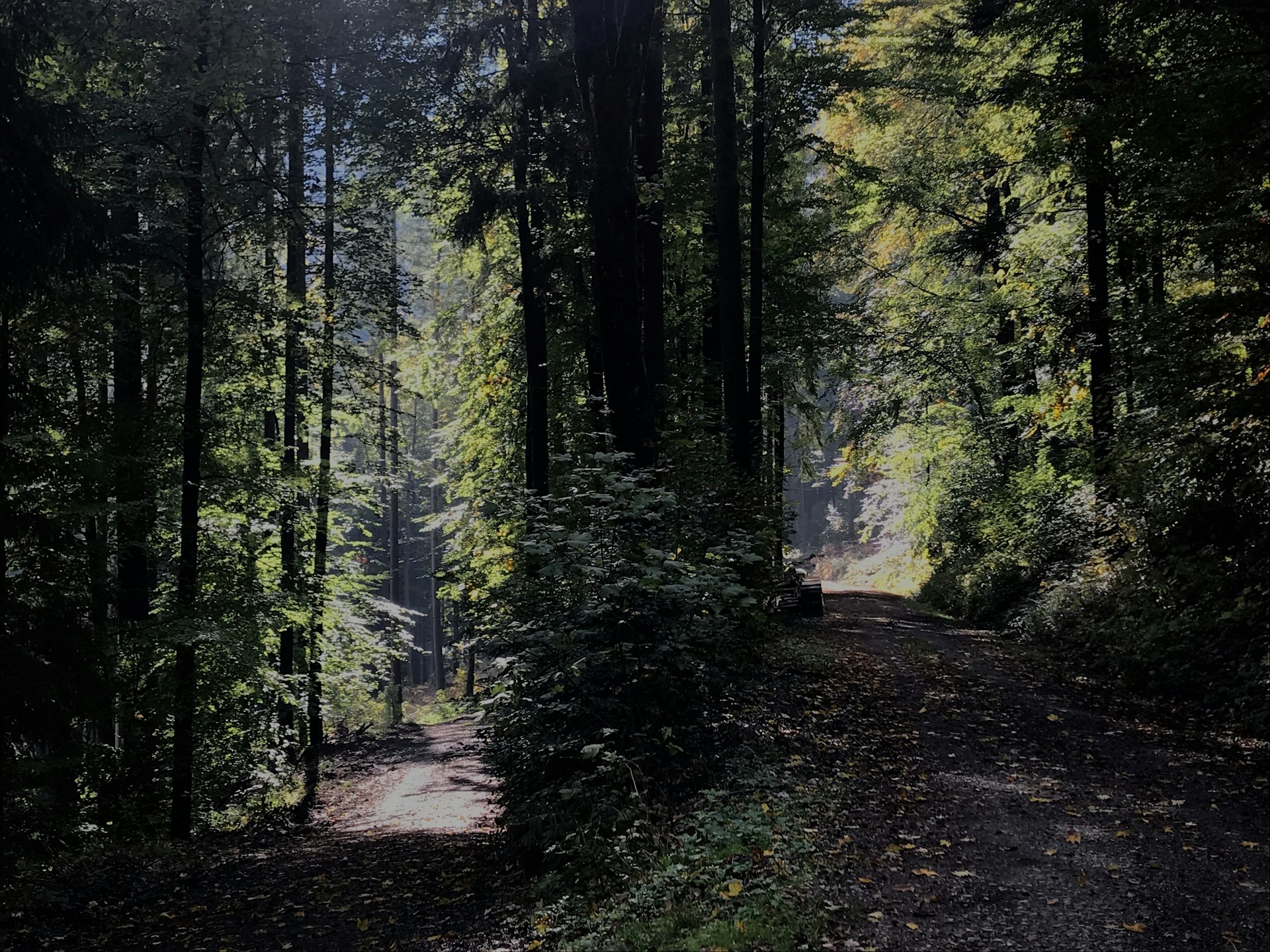 green trees on brown soil