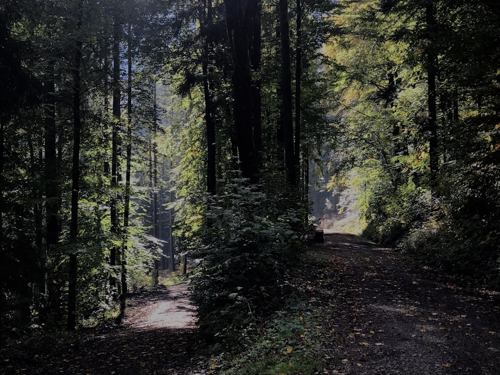 green trees on brown soil