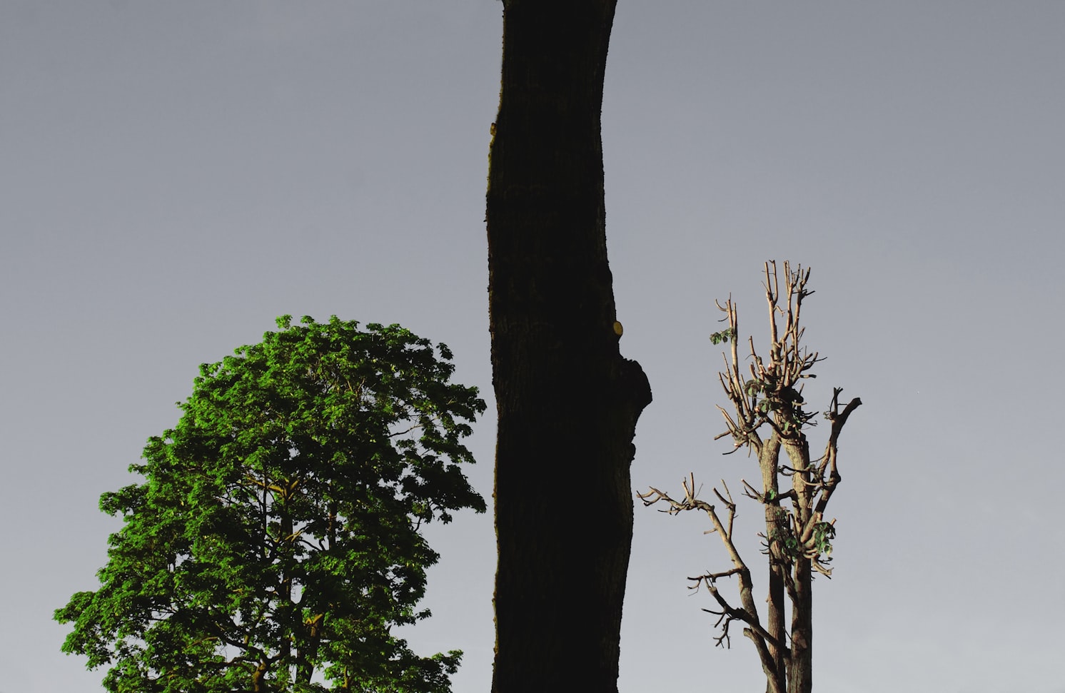 Before – Original Image